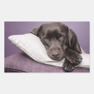 Brown / Black Labrador Retriever Dog Sticker