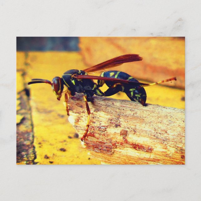 Brown Black Yellow Northern Paper Wasp Grooming Postcard (Front)