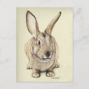 "Brown Bunny" Animal art Postcard