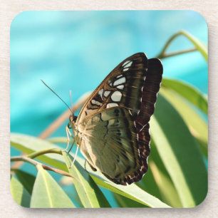 Brown Butterfly Closed Wings Coaster