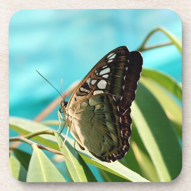 Brown Butterfly Closed Wings Coaster (Front)