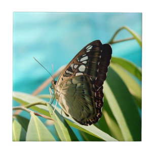 Brown Butterfly Closed Wings Tile