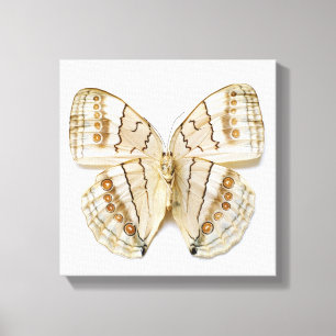 Brown Butterfly, overhead view Canvas Print