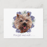 Brown Cairn Terrier Forget-me-not