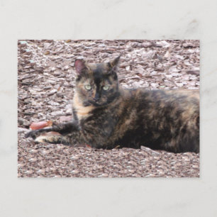 Brown Cat Photo Postcard