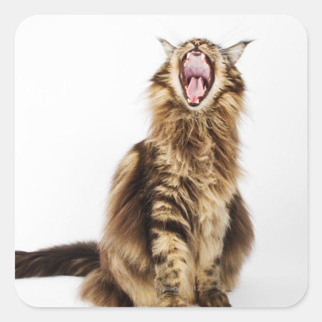 Brown Classic Main Coon Tabby Square Sticker (Front)