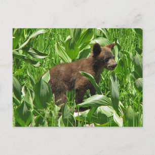 Brown Coloured Black Bear Cub, Yosemite Postcard