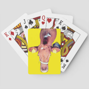 Brown cow playing cards