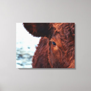 Brown cow portrait canvas print