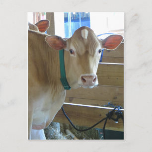 Brown Cow Postcard