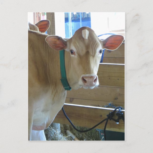 Brown Cow Postcard (Front)