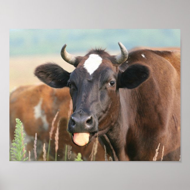 Brown Cow Sticking Tongue Out Funny Humourous Cute Poster (Front)
