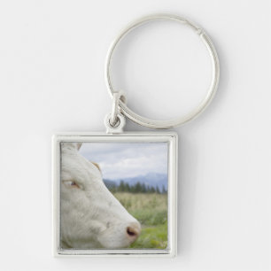 Brown cow with a sign in it?s ear on a feedlot, key ring