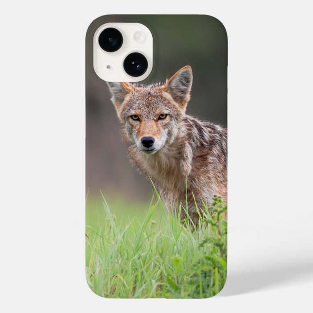 Brown Coyote, Canadian Wildlife Photography Case-Mate iPhone Case (Back)