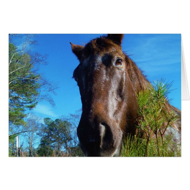 Brown & Cream Coloured Horse blue sky (Front Horizontal)