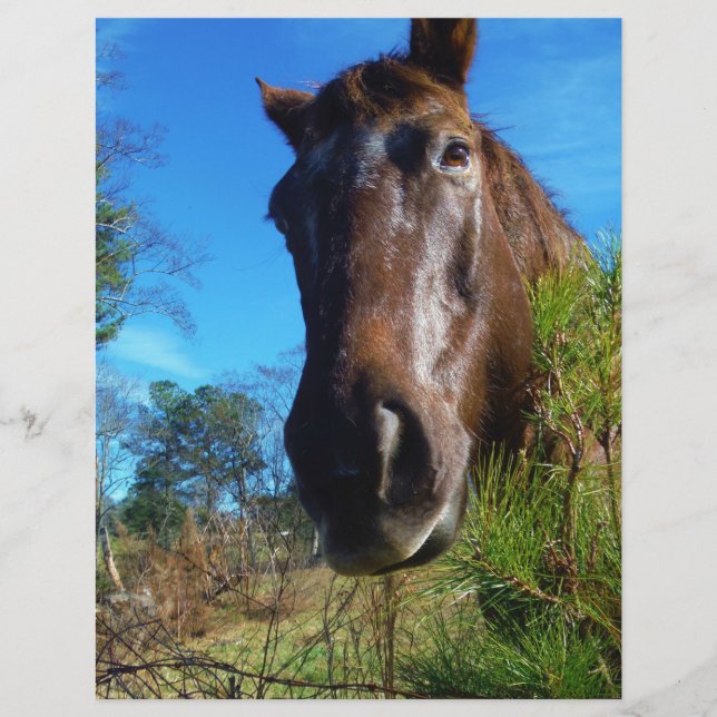 Brown & Cream Coloured Horse blue sky (Front)