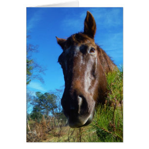 Brown & Cream Coloured Horse blue sky