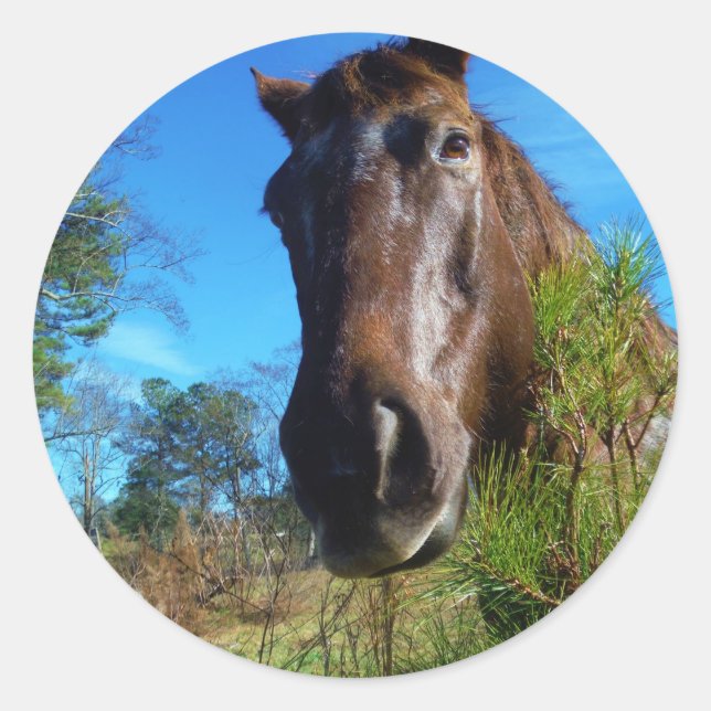 Brown & Cream Coloured Horse blue sky Classic Round Sticker (Front)