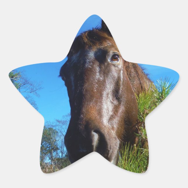 Brown & Cream Coloured Horse blue sky Star Sticker (Front)