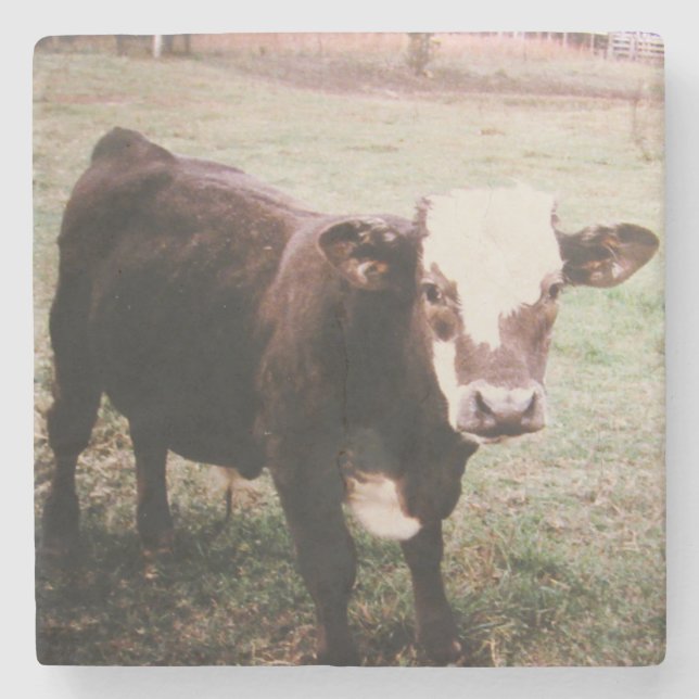 Brown Cream Cow Stone Coaster (Front)