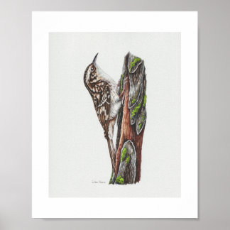Brown Creeper Art Print