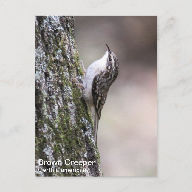 Brown Creeper Postcard (Front)