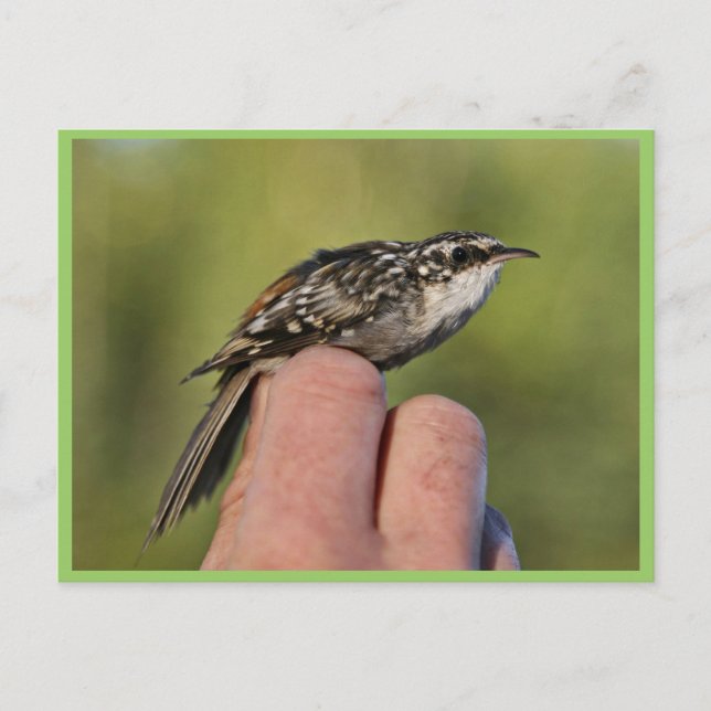 Brown creeper postcard (Front)
