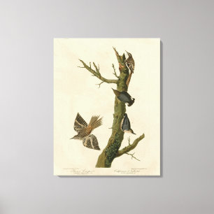 Brown Creeper, Pygmy Nuthatch from Audubon's Birds Canvas Print