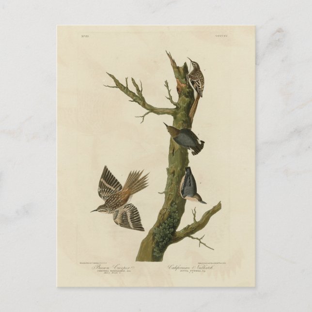 Brown Creeper, Pygmy Nuthatch from Audubon's Birds Postcard (Front)