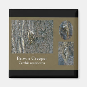 Brown Creeper Songbird Coordinating Items Magnet
