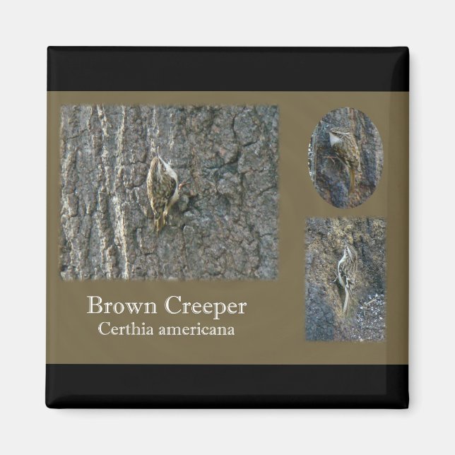 Brown Creeper Songbird Coordinating Items Magnet (Front)