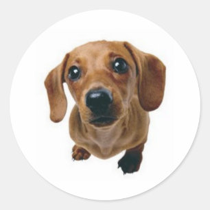 Brown Dachshund Classic Round Sticker