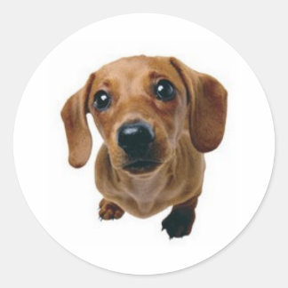 Brown Dachshund Classic Round Sticker
