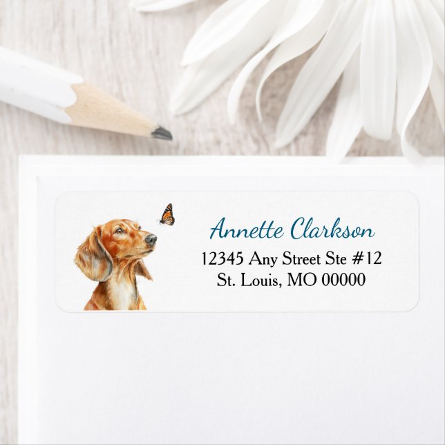 Brown Dachshund Dog Butterfly Wonder (Insitu)
