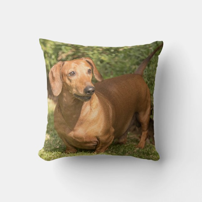 Brown Dachshund - Doxie Cushion (Front)