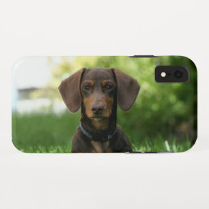 Brown Dachshund Puppy Case-Mate iPhone Case