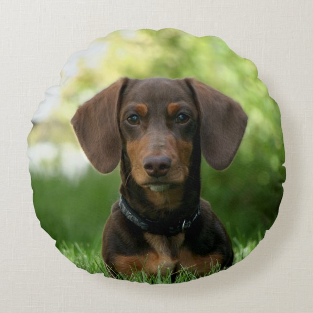 Brown Dachshund Puppy Round Cushion (Front)