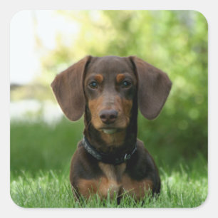 Brown Dachshund Puppy Square Sticker