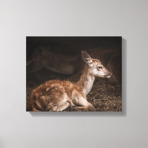 brown deer v canvas print