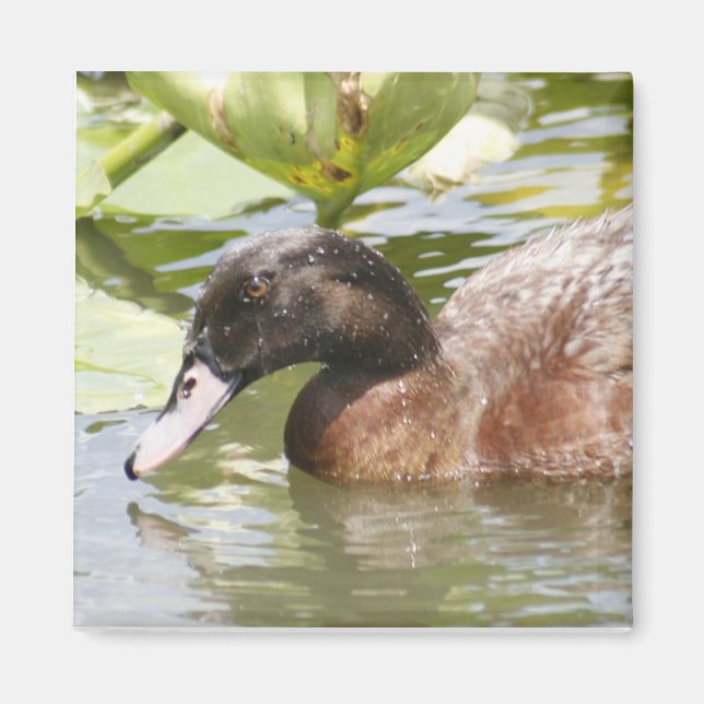 Brown Duck Photo Square Magnet (Front)