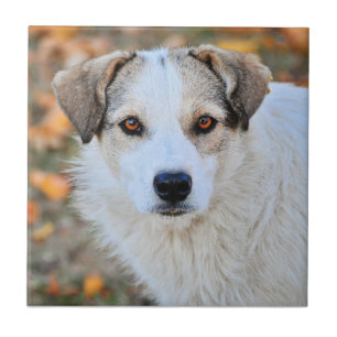 Brown eyed dog tile
