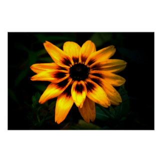 Brown Eyed Susan Flower Poster
