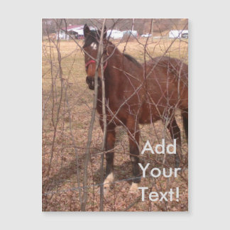Brown Farm Horse West Virginia