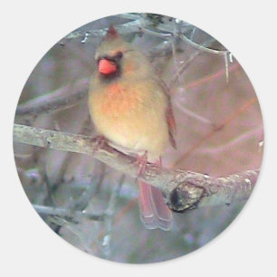 Brown Female Cardinal Sticker