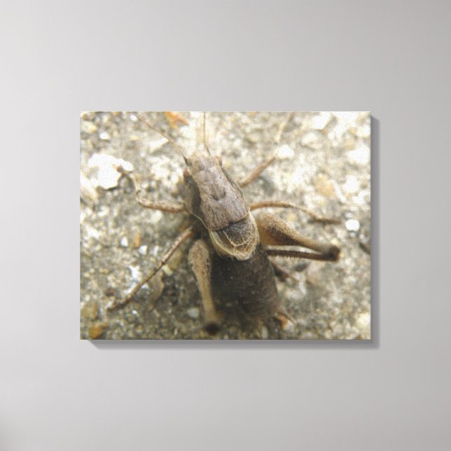 Brown Field Cricket Canvas Print (Front)