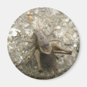 Brown Field Cricket Magnet