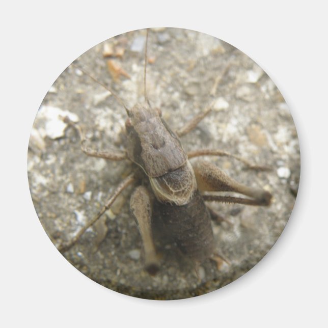Brown Field Cricket Magnet (Front)