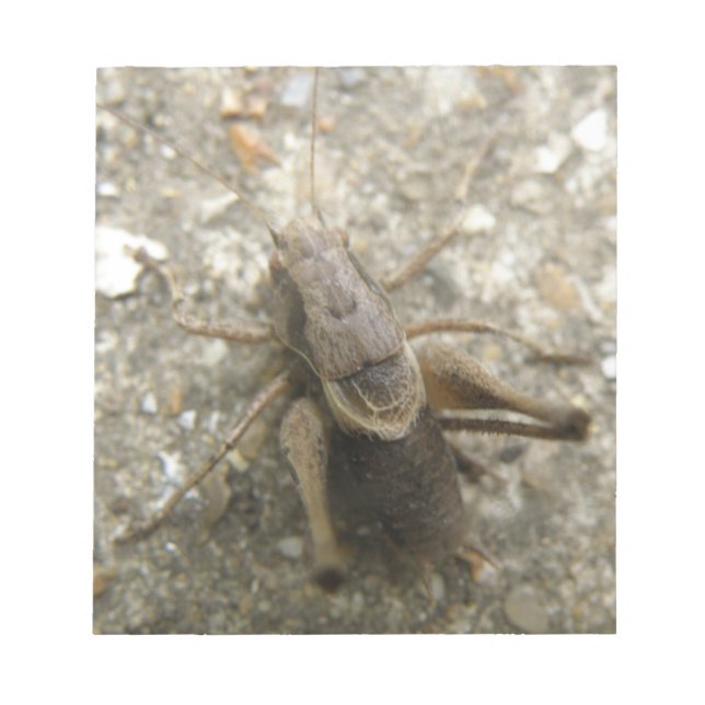 Brown Field Cricket Notepad (Front)