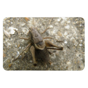 Brown Field Cricket Premium Magnet