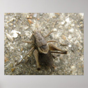 Brown Field Cricket Print